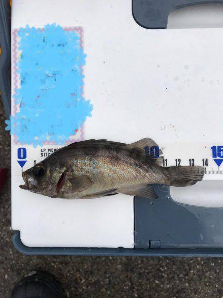 回遊待ちでポツポツ