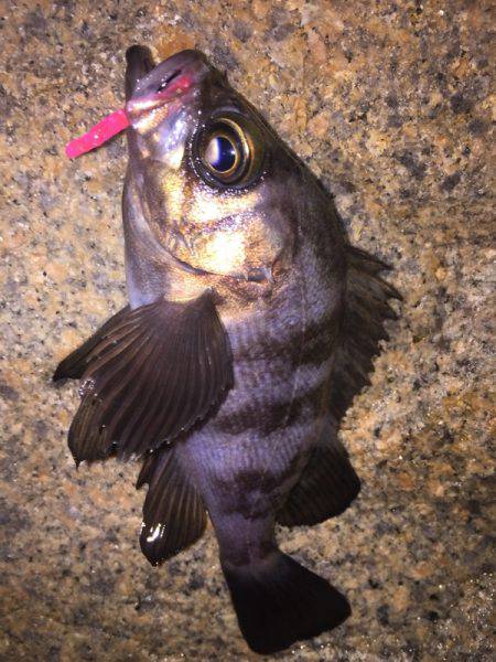 泉南メバル爆釣でした