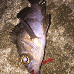 プラグでもワームでも