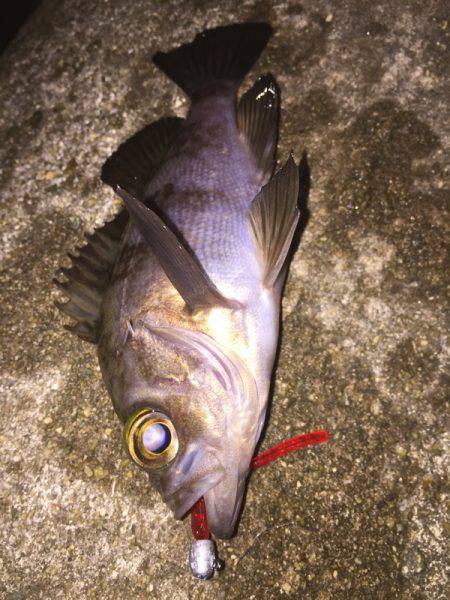 プラグでもワームでも