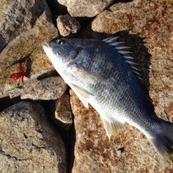 紀の川河口！熱かった！