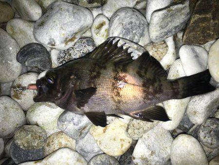 やっと初釣りに