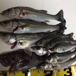 天白川河口調査