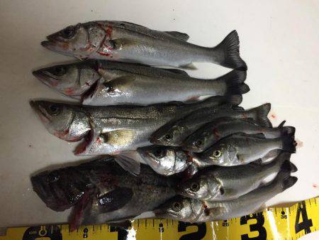 天白川河口調査