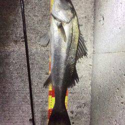 マイワシパターンのシーバスキャッチ成功