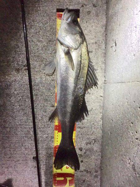 マイワシパターンのシーバスキャッチ成功