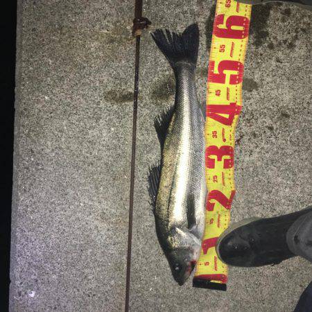 マイワシパターンのシーバス健在も…