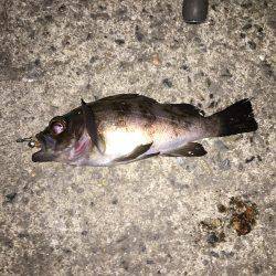 2017年初釣り滑り出し好調٩(๑❛ᴗ❛๑)۶