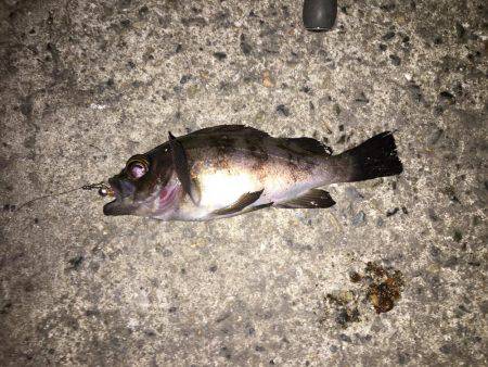 2017年初釣り滑り出し好調٩(๑❛ᴗ❛๑)۶