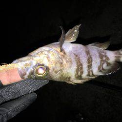 数は出たものの型がのびず