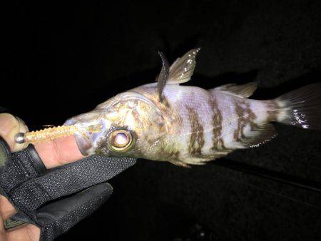 数は出たものの型がのびず