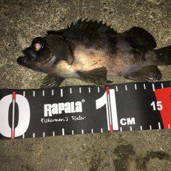 新規開拓メバリング