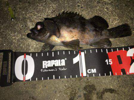 新規開拓メバリング