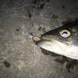 メバル絶好調です