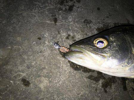 メバル絶好調です