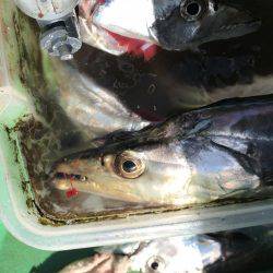 太刀魚  ドラゴン連発 中潮   仙正丸