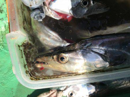 太刀魚  ドラゴン連発 中潮   仙正丸