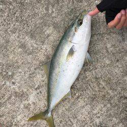 なんとかハマチ一本