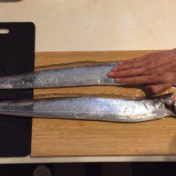 まだまだタチウオ