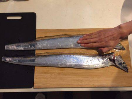 まだまだタチウオ