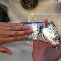 タチウオ、サゴシ