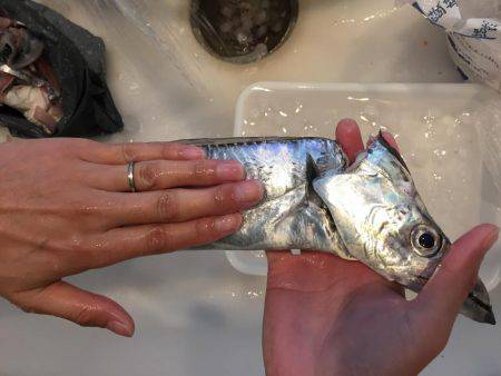 タチウオ、サゴシ