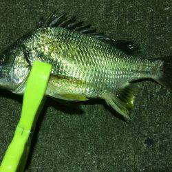 今年初のマイポイント