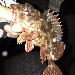 極寒根魚探し♪