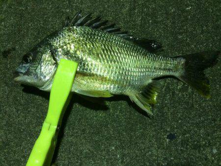 今年初のマイポイント