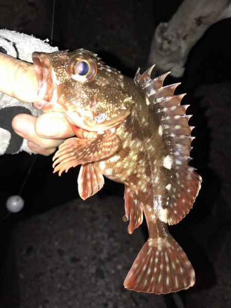 極寒根魚探し♪