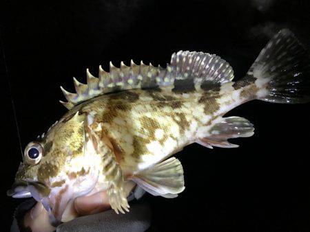 ロックフィッシュ♩