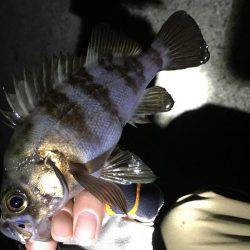 接待フィッシング