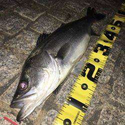 シーバスリベンジ釣行