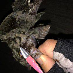 今さらながら初釣りに