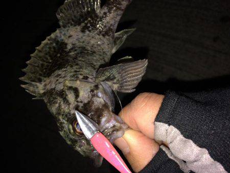 今さらながら初釣りに