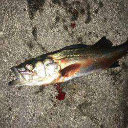 メバル不発！！