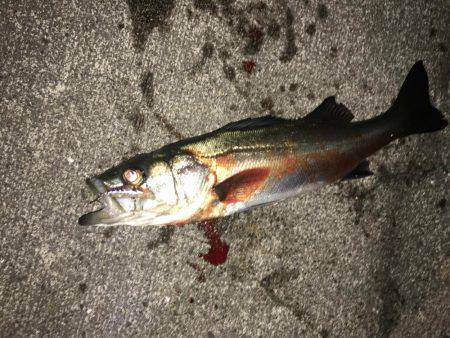 メバル不発！！