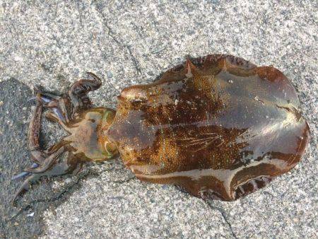 謹賀新年あけましておめでとうございます