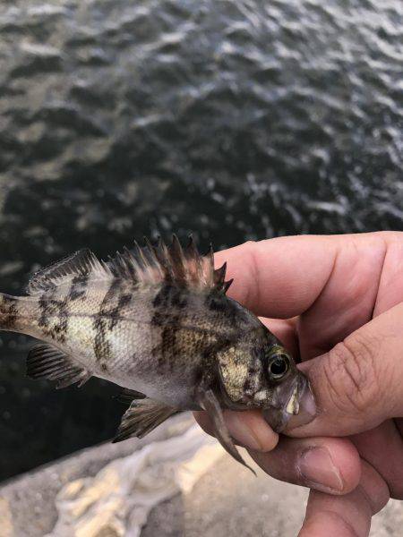 初釣りはイマイチ