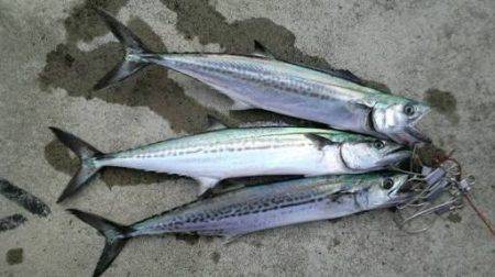 サゴシ 日和 新宮港にて