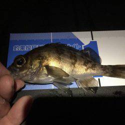 今年初のメバリング