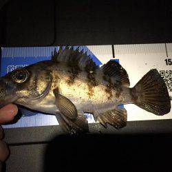 貧果なメバリング