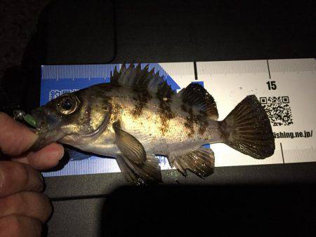 貧果なメバリング