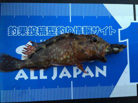 遠征！メバル調査(^.^)