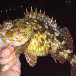 キワガシラ(^.^)