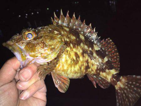 キワガシラ(^.^)