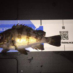 寒くもなくメバリング(^.^)