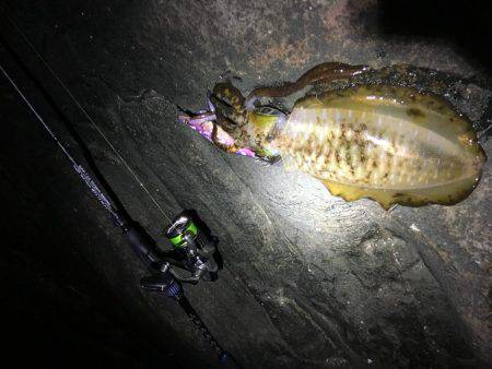 夕まずめエギング