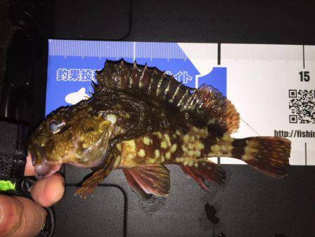 寒すぎてメバリング断念(>_<)