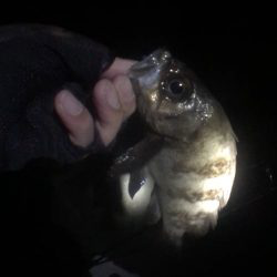 新年初メバリング